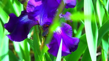 Botanik koleksiyonunda çizgili mor çiçekleri olan dekoratif bahçe Iris 'i