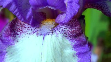 Botanik koleksiyonunda çizgili mor çiçekleri olan dekoratif bahçe Iris 'i