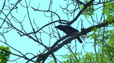 Bahçedeki mavi gökyüzüne karşı bir ağaç dalındaki siyah karga