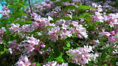Güzel çalılar Kolkwitzia amabilis, çiçek açan pembe benekli çiçekler mavi gökyüzüne karşı.