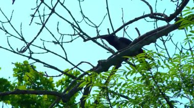 Bahçedeki mavi gökyüzüne karşı bir ağaç dalındaki siyah karga