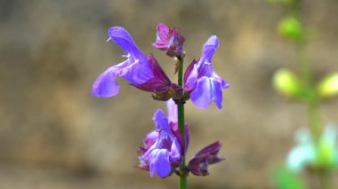 Salvia officinalis, tıbbi bitkinin mor çiçeklerine yakın çekim
