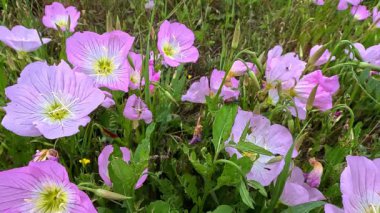 Oenothera Specosa, pembe çiçeklere yakın çekim, böceklerin yediği bitki yaprakları.