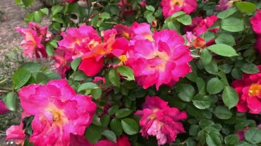 Bahçedeki yeşil yapraklara karşı çiçek açan çeşitli melezler.