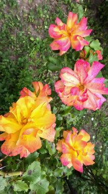 Bahçedeki yeşil yapraklara karşı çiçek açan çeşitli melezler.