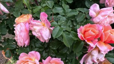 Bahçedeki yeşil yapraklara karşı çiçek açan çeşitli melezler.