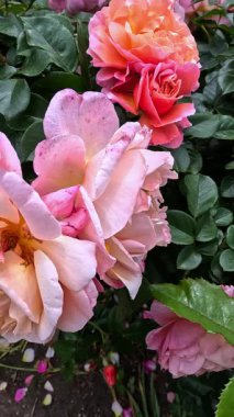 Bahçedeki yeşil yapraklara karşı çiçek açan çeşitli melezler.