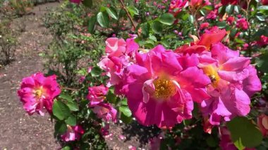 Bahçedeki yeşil yapraklara karşı çiçek açan çeşitli melezler.