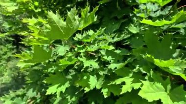 Norveç akçaağaç akçaağaç Acer platanoidler, yeşil ağaç yaprakları bahçede rüzgarda sallanıyor
