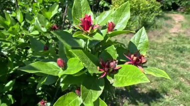 Calycanthus batcalcidentalis - bitkinin yeşil yapraklarının arka planına karşı kırmızı çiçeklerin yakın çekimi