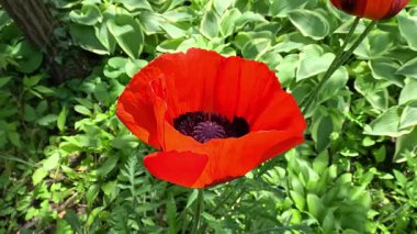 Bahçede dekoratif haşhaş kırmızı çiçek