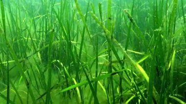 Karadeniz 'deki Zostera marinası, çeşitli türde mikro yosunlarla kaplı yapraklar..