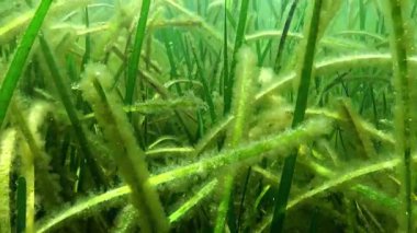 Karadeniz 'deki Zostera marinası, çeşitli türde mikro yosunlarla kaplı yapraklar..