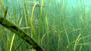 Karadeniz 'deki Zostera marinası, çeşitli türde mikro yosunlarla kaplı yapraklar..