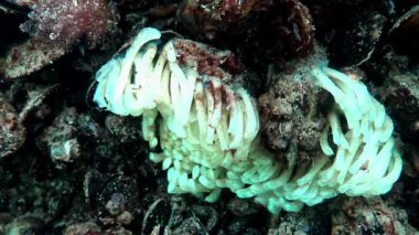 Yırtıcı yumuşakça istilacı Rapana venosa 'nın yumurtalarını taşıyan kozalar Karadeniz midyesi Mytilus' un dört nala koşması üzerine.