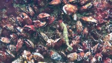 Uzun burunlu Deniz atı Hipokampüsü yumuşakça yüzen midye Mytilus dörtnala koşuyor.