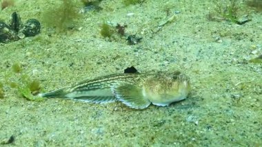 Atlantik yıldız teleskopu Uranoskopu, Odessa Körfezi 'ndeki Karadeniz' in en zehirli balığı.