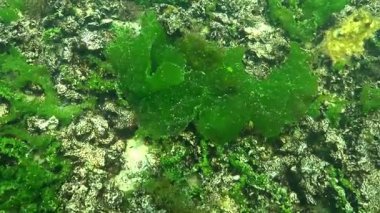 Büyük yenilebilir yeşil alg Ulva (Enteromorpha) lactuca Karadeniz 'deki deniz tabanına bağlanmadan büyür.