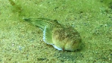 Atlantik yıldız teleskopu Uranoskopu, Karadeniz 'in en zehirli balığı.