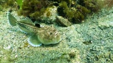 Atlantik yıldız teleskopu Uranoskopu, Karadeniz 'in en zehirli balığı.
