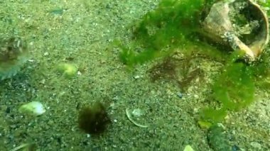 Atlantik yıldız teleskopu Uranoskopu, Karadeniz 'in en zehirli balığı.