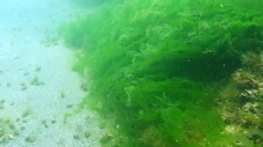 Karadeniz 'deki deniz yatağı, yengeç yengeci Diogenes pugilatörü yeşil alglerle kaplı kum ve taşlarda koşuyor.