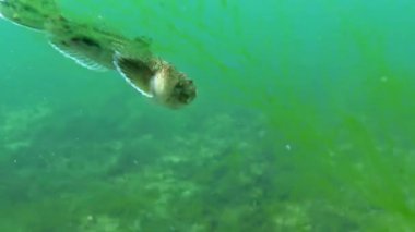 Atlantik yıldız teleskopu Uranoskopu, Odessa Körfezi 'ndeki Karadeniz' in en zehirli balığı.