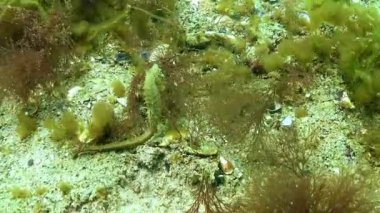 Uzun burunlu deniz atı hipokampüsü alg seramium rubrum arasında yiyecek arıyor.