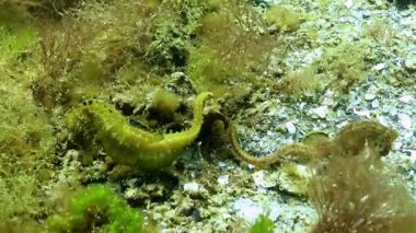 Uzun burunlu deniz atı hipokampüsü alg seramium rubrum arasında yiyecek arıyor.