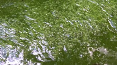 Sentez ve Oksijen Salımı: Yeşil Filamentous Algae Bir Tatlı Su Gölü, Ukrayna