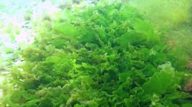 Yeşil alg Ulva (Enteromorpha) laktuca Karadeniz 'de deniz tabanında büyüyen bir kaya üzerinde yetişiyor.
