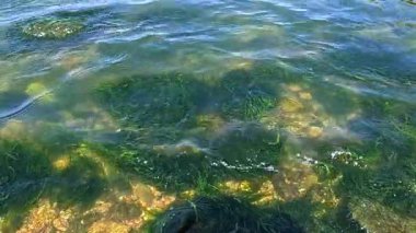 Yeşil yosun Enteromorpha (Ulva) bağırsakları Khadzhibey kıyısındaki kayalıklarda yetişir.