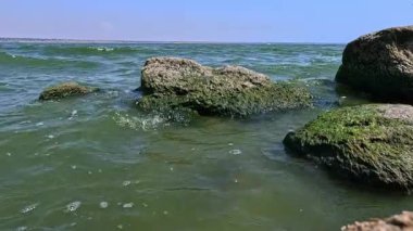 Yazın Khadzhibey 'de tek hücreli mavi-yeşil yosunların çiçek açması.
