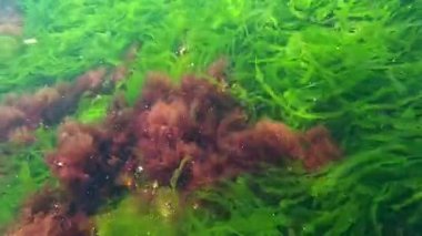 Karadeniz 'den Macro Algae, yeşil alg Enteromorpha - Ulva ve kırmızı alg seramium plajdaki hidrolik yapılar üzerinde