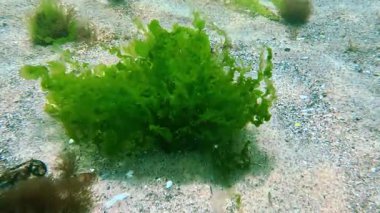 Karadeniz 'den Macro Algae, yeşil alg Enteromorpha Ulva bir taşın üzerinde yetişiyor.