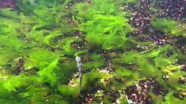 Uzun burunlu deniz atı hipokampüsü Karadeniz 'de makrofitik deniz yosunlarının arka planında yüzüyor.