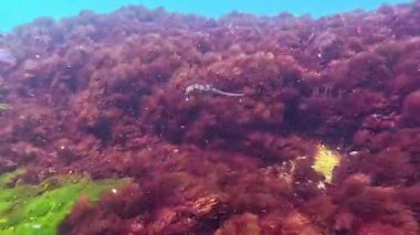 Uzun burunlu deniz atı hipokampüsü Karadeniz 'de makrofitik deniz yosunlarının arka planında yüzüyor.