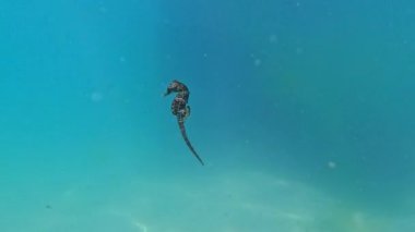 Uzun burunlu deniz atı hipokampüsü Karadeniz 'deki su kolunda yüzer.