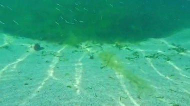 Akdeniz kum yılanbalığı Gymnammodytes cicerelus, Karadeniz 'deki su kolundaki alglerin üzerinde yüzen küçük bir balık sürüsü.