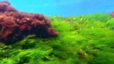 Karadeniz 'den Macro Algae, yeşil alg Enteromorpha - Ulva ve kırmızı alg seramium plajdaki hidrolik yapılar üzerinde