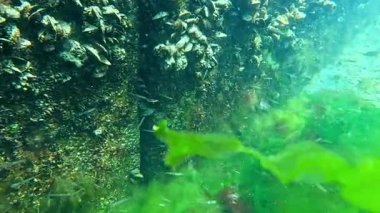 En küçük pelagic goby, şeffaflık, Aphia by Aphia yosun çalılıklarında bir dakika.