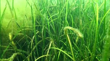 Karadeniz 'deki yüksek su bitkilerinin biyosenozu, makrophyte Zostera marinası