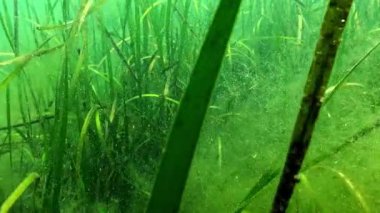 Karadeniz 'deki yüksek su bitkilerinin biyosenozu, makrophyte Zostera marinası