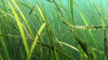 Karadeniz 'deki yüksek su bitkilerinin biyosenozu, makrophyte Zostera marinası