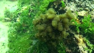 Karadeniz 'deki deniz tabanının biyosenozu, mikroplar ve çeşitli pislikler.