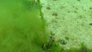 Karadeniz 'de alg biyosendromu, uzun yeşil alg Enteromorpha altta büyüyor, denizde oksijen sentezi oluşuyor.