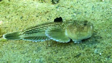 Atlantik yıldız teleskopu Uranoskopu, Karadeniz 'in en zehirli balığı, Odessa Körfezi