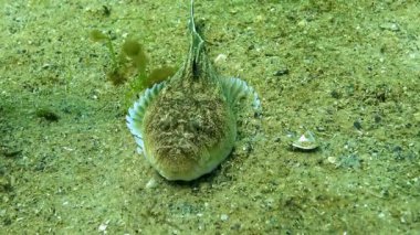 Atlantik yıldız teleskopu Uranoskopu, Karadeniz 'in en zehirli balığı, Odessa Körfezi