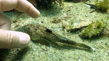 Atlantik yıldız teleskopu Uranoskopu, Karadeniz 'in en zehirli balığı, Odessa Körfezi