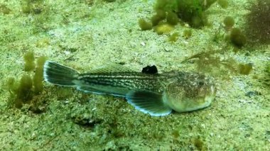 Atlantik yıldız teleskopu Uranoskopu, Karadeniz 'in en zehirli balığı, Odessa Körfezi